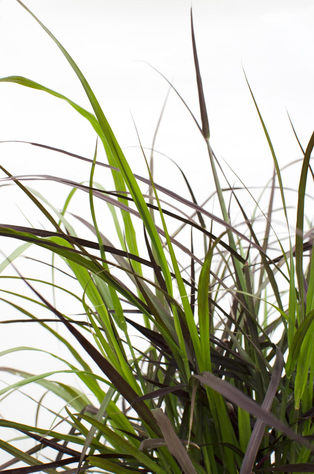 Pennisetum x advena 'Summer Samba'® - ↨50cm - Ø19-Plant-Botanicly