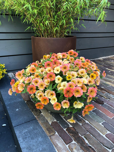 Petunie (Petunia Indian Summer Hybride) - Nachhaltige Zimmerpflanzen kaufen Botanicly Foto 3