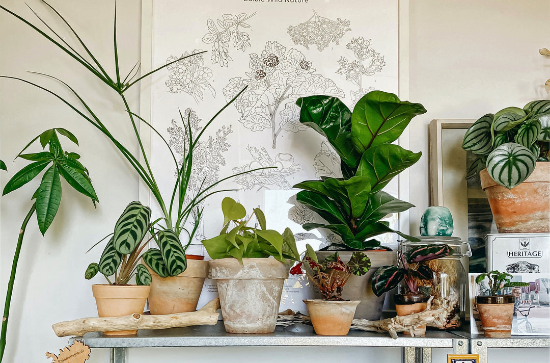 Zimmerpflanzen kaufen - Die schönsten Pflanzen für Dein Zuhause! – Seite 5  – Botanicly