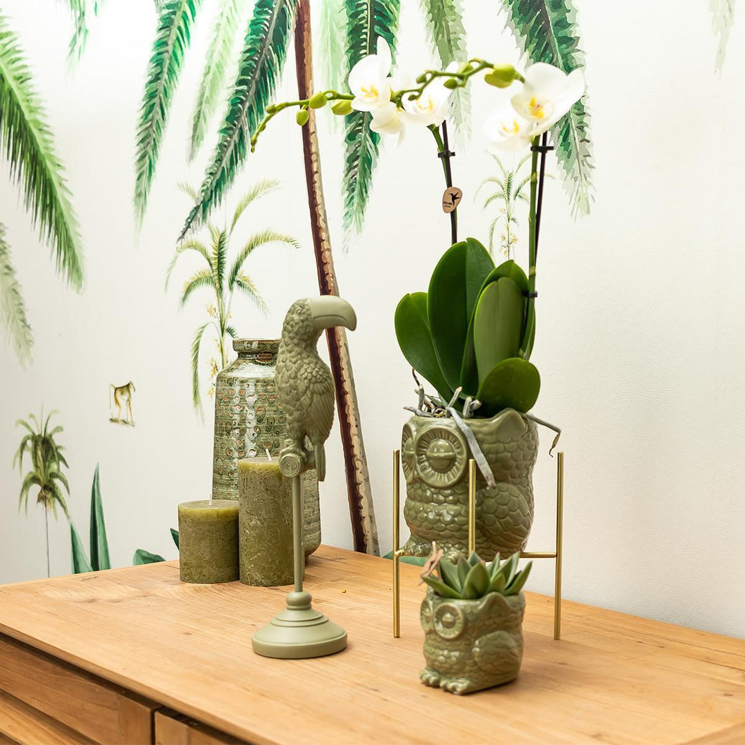 Pflanzenset Eule grün | Set mit weißer Phalaenopsis Orchidee Ø9cm und grüner Sukkulente Ø6cm | inkl. Keramik-Ziertöpfe-Plant-Botanicly