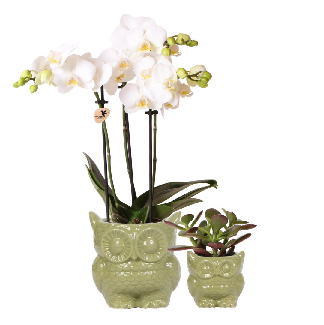 Pflanzenset Eule grün | Set mit weißer Phalaenopsis Orchidee Ø9cm und grüner Sukkulente Ø6cm | inkl. Keramik-Ziertöpfe-Plant-Botanicly