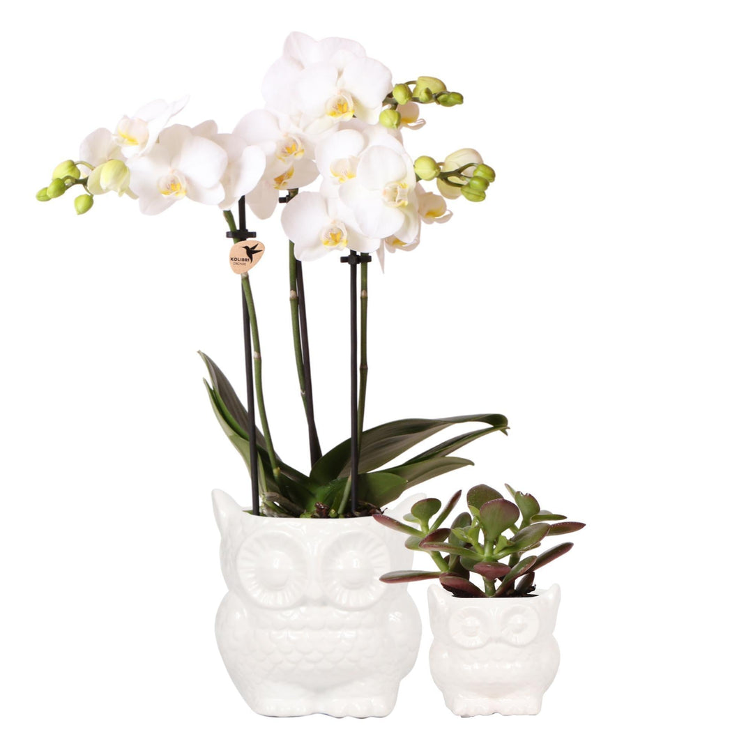 Pflanzenset Eule weiß | Set mit weißer Phalaenopsis Orchidee Ø9cm und grüner Sukkulente Ø6cm | inkl. Keramik-Ziertöpfe-Plant-Botanicly