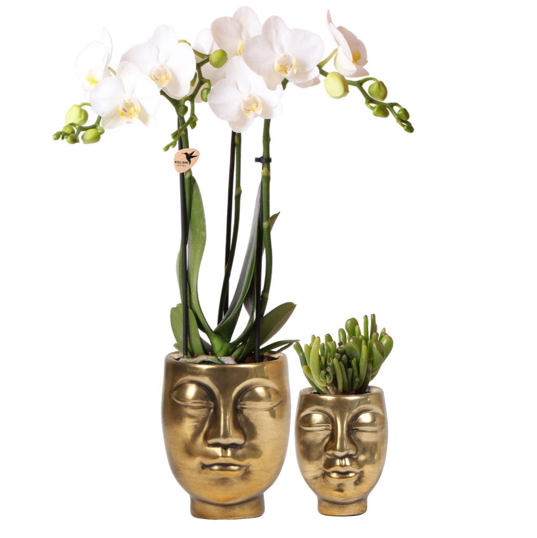 Pflanzenset Face-2-face gold | Set mit weißer Phalaenopsis Orchidee Ø9cm und grüner Sukkulente Ø6cm | inkl. Keramik-Ziertöpfe-Plant-Botanicly