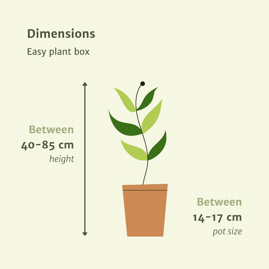 Pflanzkasten Easy - 4 Zimmerpflanzen - Verschiedene Höhen - Ø14-Ø17-Plant-Botanicly
