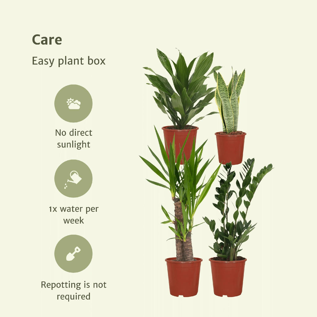Pflanzkasten Easy - 4 Zimmerpflanzen - Verschiedene Höhen - Ø14-Ø17-Plant-Botanicly