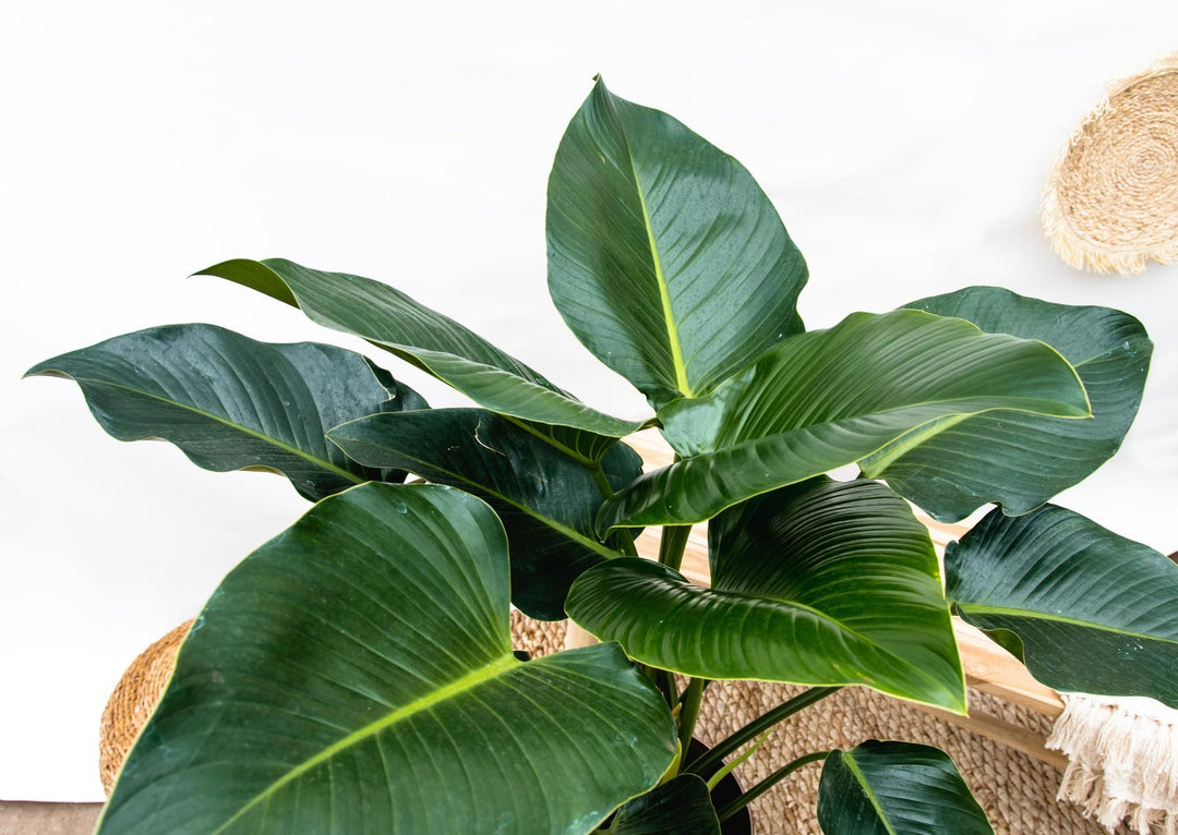 Philodendron Grüne Schönheit - 120cm - ⌀30-Plant-Botanicly