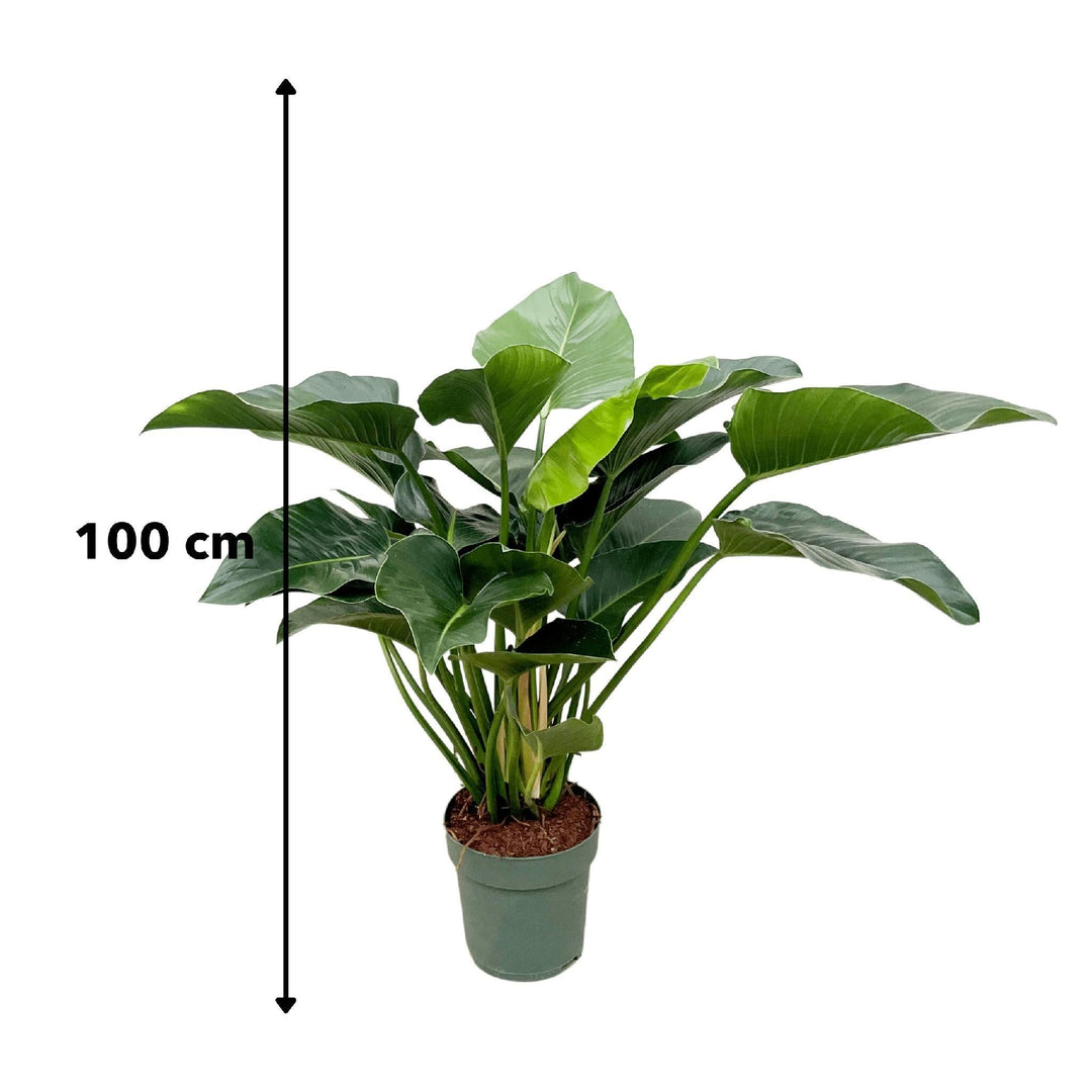 Philodendron Grüne Schönheit - 120cm - ⌀30-Plant-Botanicly