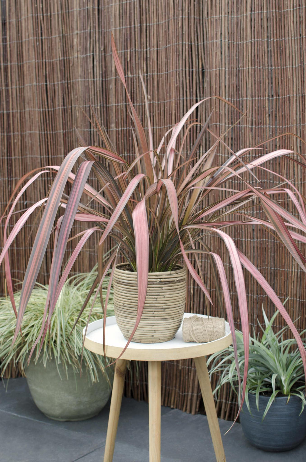 Phormium 'Pink Flamingo' - ↨50cm - Ø14-Plant-Botanicly