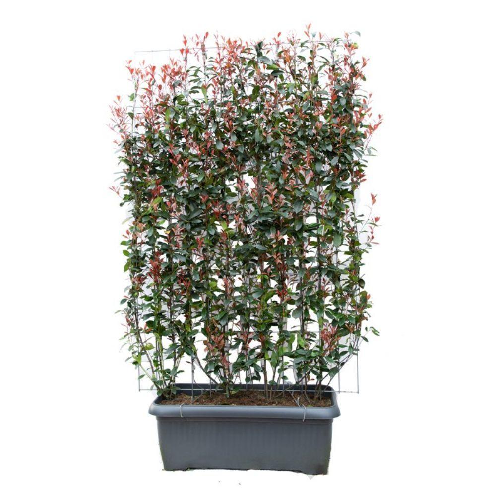 Photinia fraseri - ↨180cm - 1 stuks-Plant-Botanicly