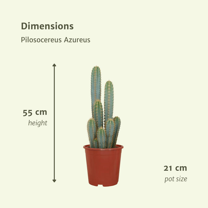 Pilosocereus Azureus - Kaktus - 55cm - Ø21-Plant-Botanicly