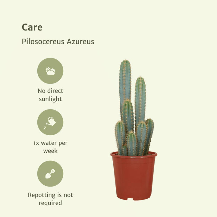 Pilosocereus Azureus - Kaktus - 55cm - Ø21-Plant-Botanicly