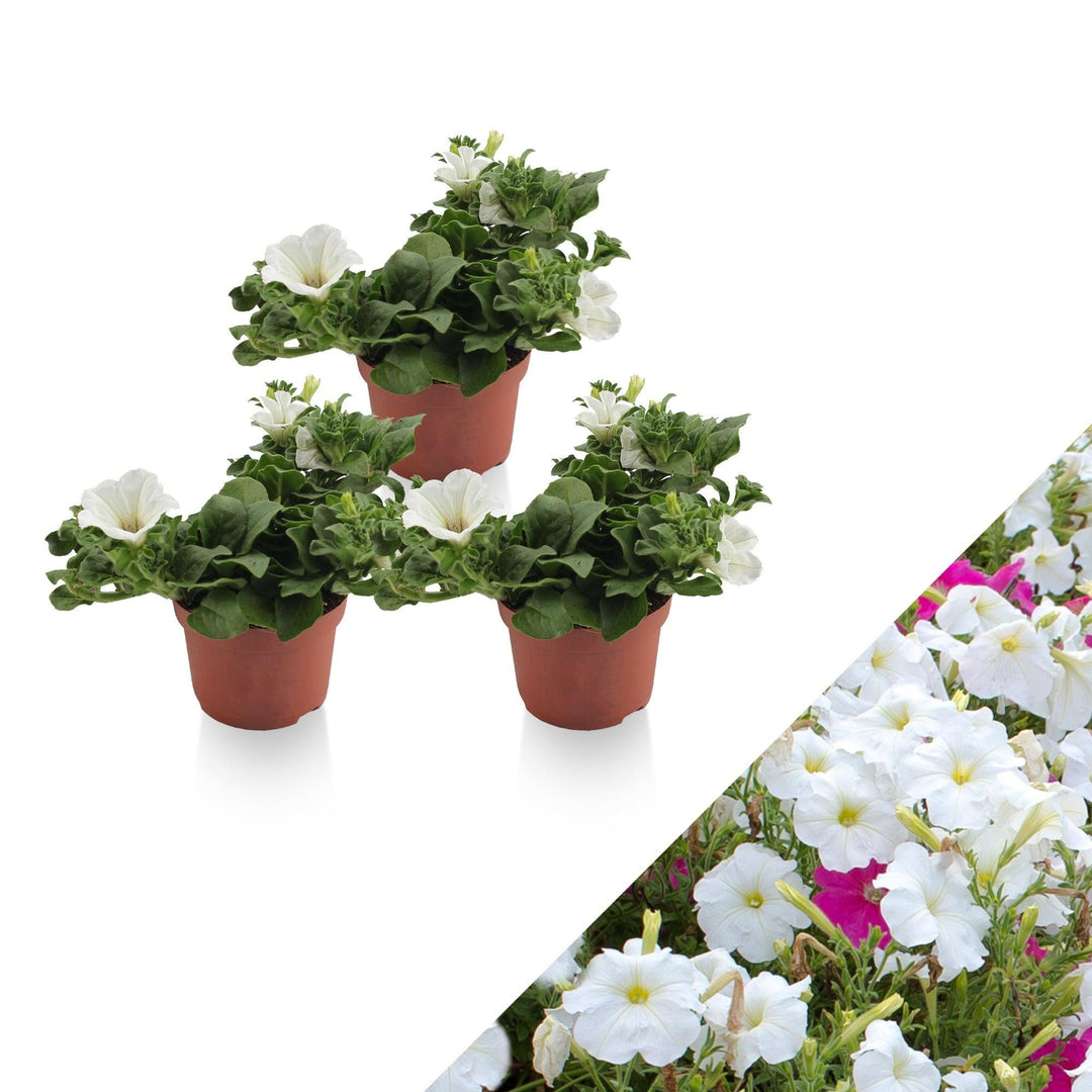 Petunie (Petunia Alpe Tunia White Hybride) - Nachhaltige Zimmerpflanzen kaufen Botanicly Foto 1
