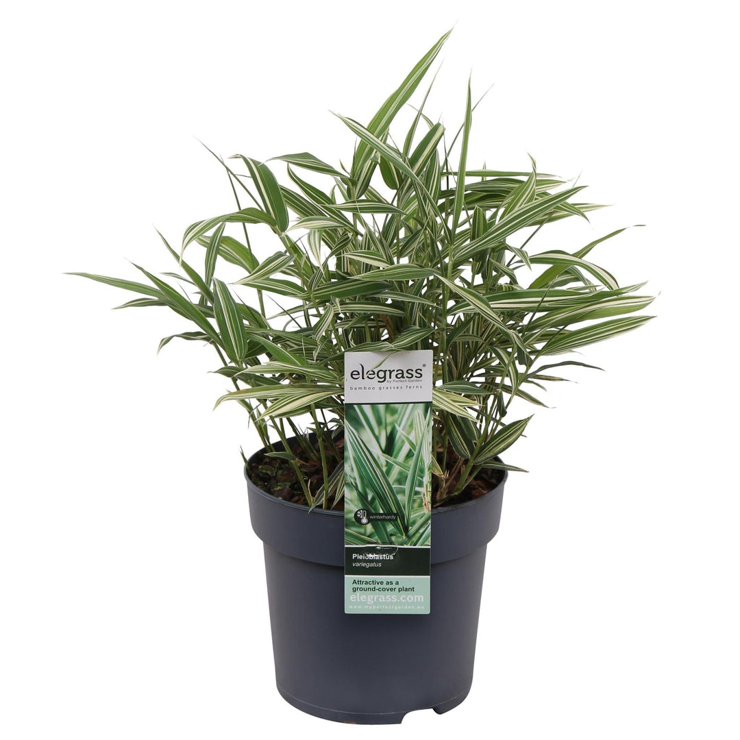 Pleioblastus variegatus - ↨30cm - Ø14-Plant-Botanicly