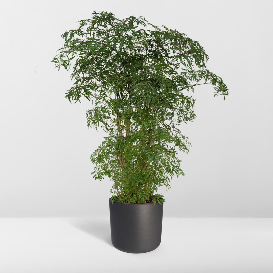 Polyscias Fruticosa - Aralia - 75cm - Ø21-Plant-Botanicly