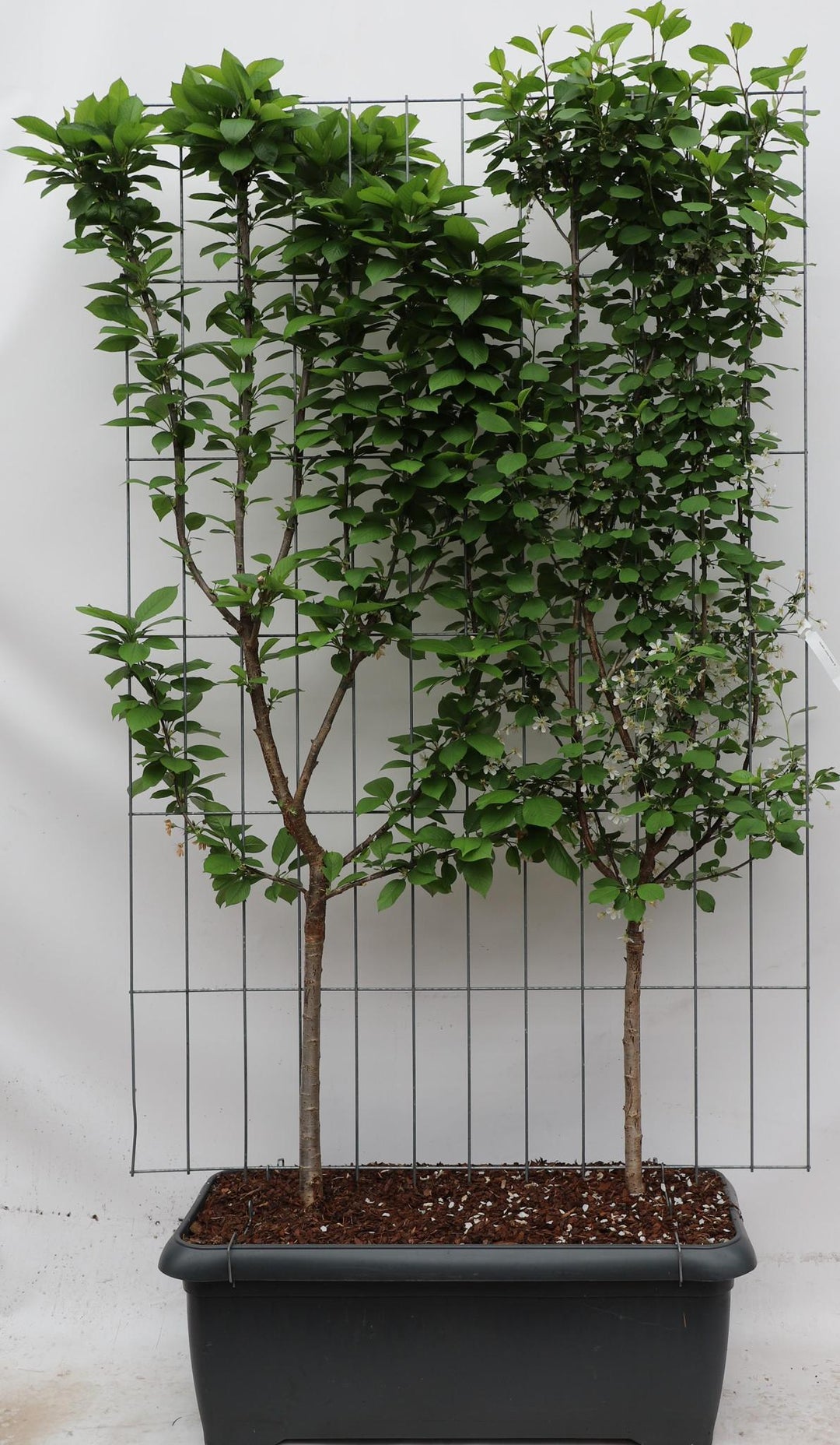 Prunus avium + cerasus 'Duo-kers' - ↨180cm - 1 stuks-Plant-Botanicly