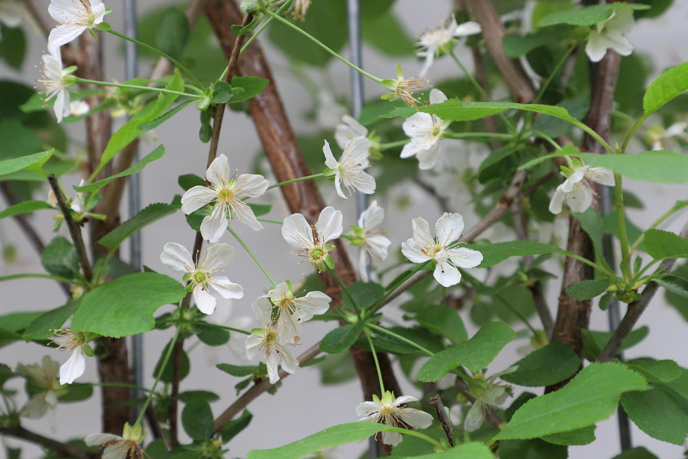 Prunus avium 'Duo-kers' - ↨180cm - 1 stuks-Plant-Botanicly