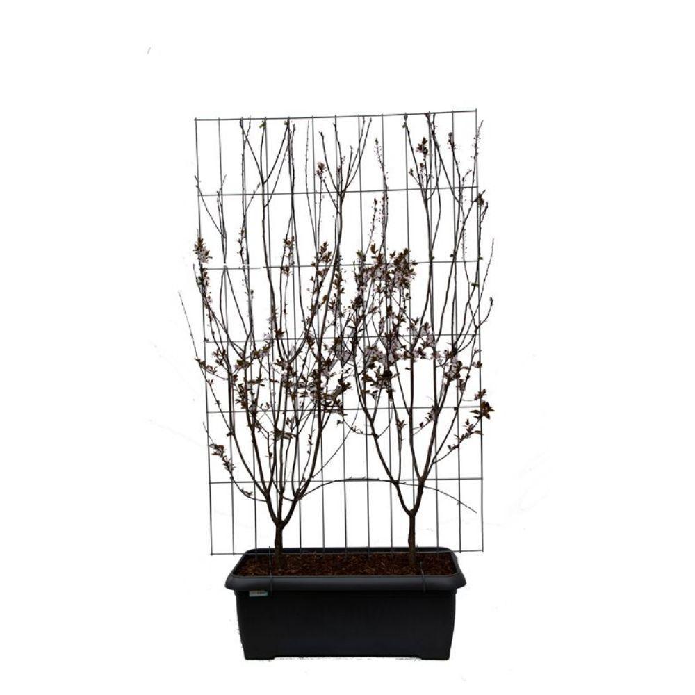 Prunus cer. 'Nigra' - ↨180cm - 1 stuks-Plant-Botanicly