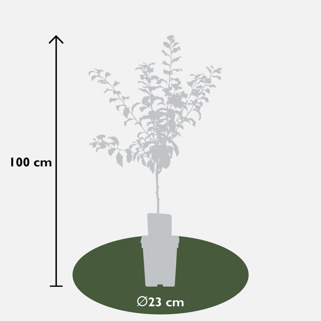 Prunus domestica 'Hauszwetsche' - ↨100cm - Ø23-Plant-Botanicly