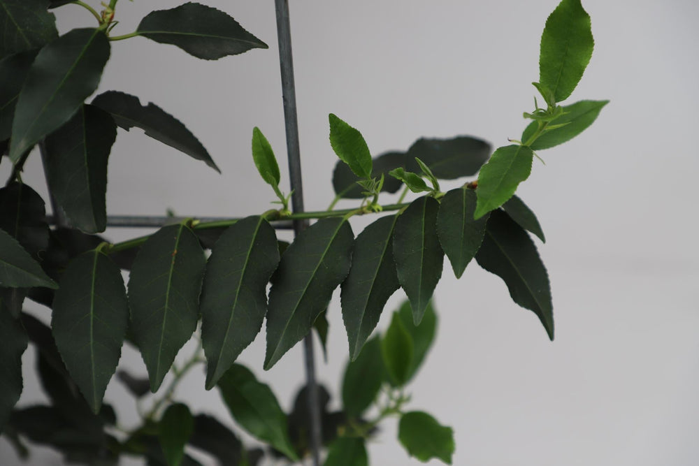 Prunus l. 'Angustifolia' - ↨180cm - 1 stuks-Plant-Botanicly