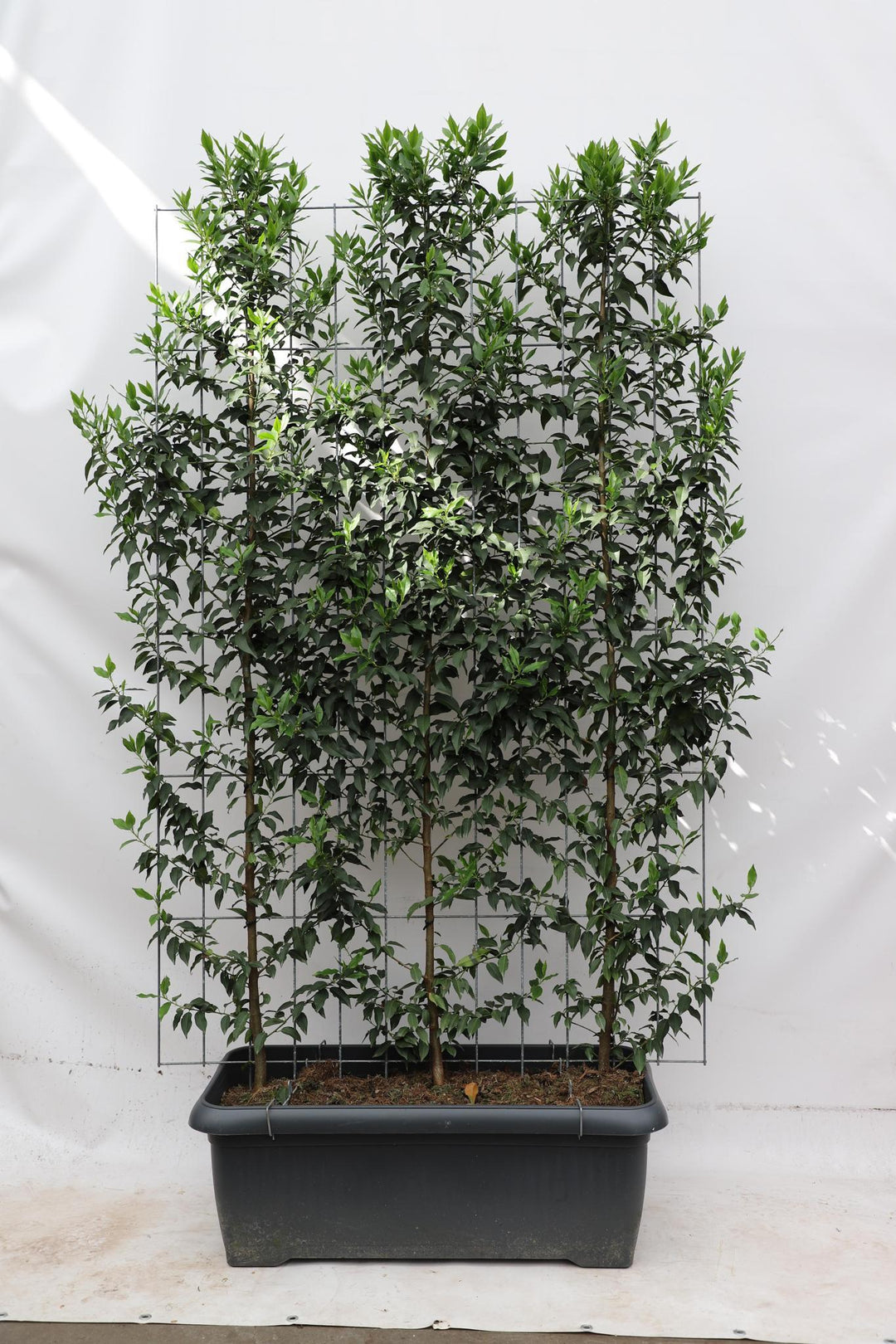Prunus l. 'Angustifolia' - ↨180cm - 1 stuks-Plant-Botanicly