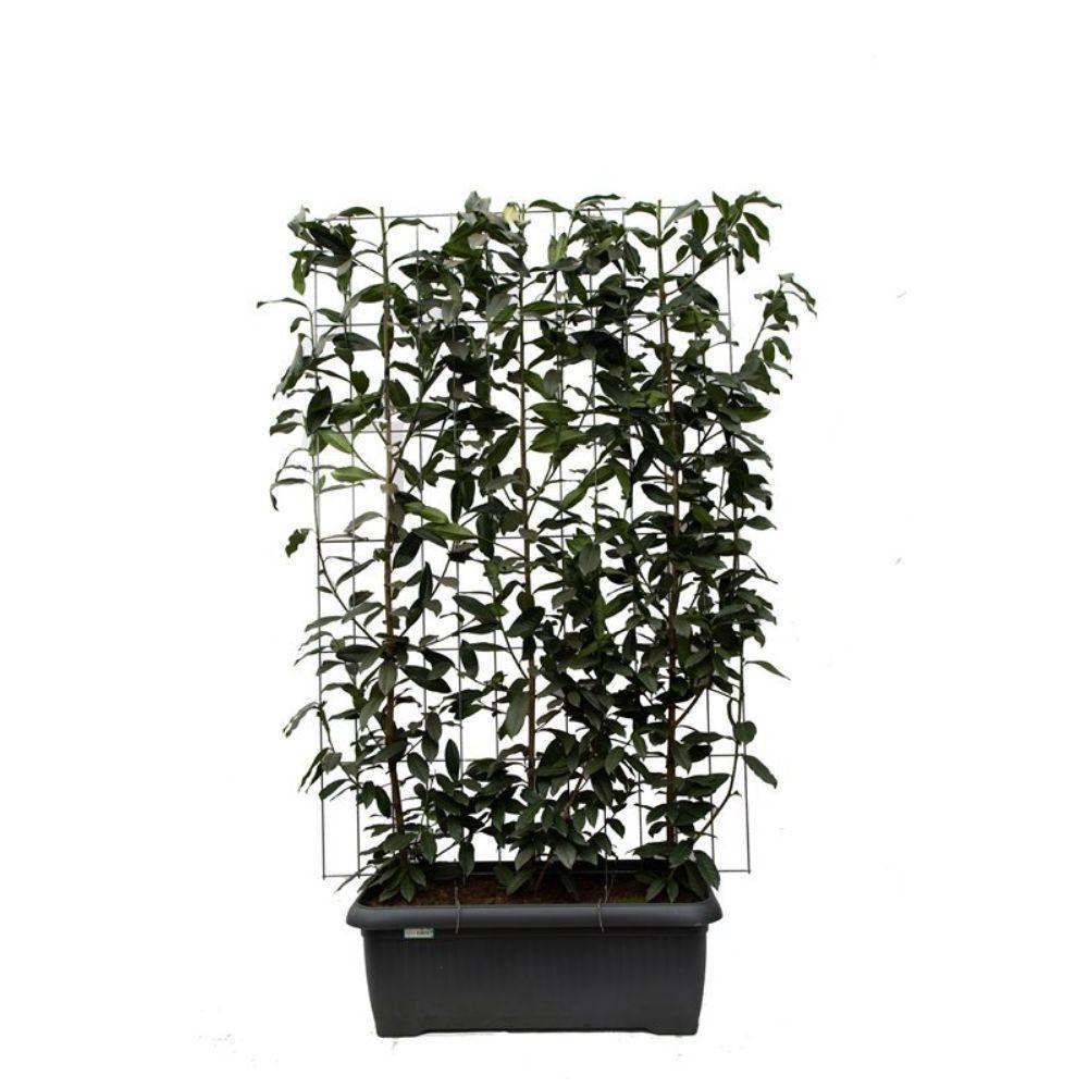 Prunus l. Genolia - ↨180cm - 1 stuks-Plant-Botanicly