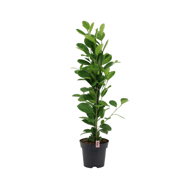 Quiet Rebel (Ficus microcarpa Moclame) - Nachhaltige Zimmerpflanzen kaufen Botanicly Foto 1