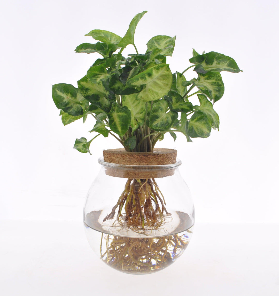 Regina Red (Syngonium podophyllum) - Nachhaltige Zimmerpflanzen kaufen Botanicly Foto 1