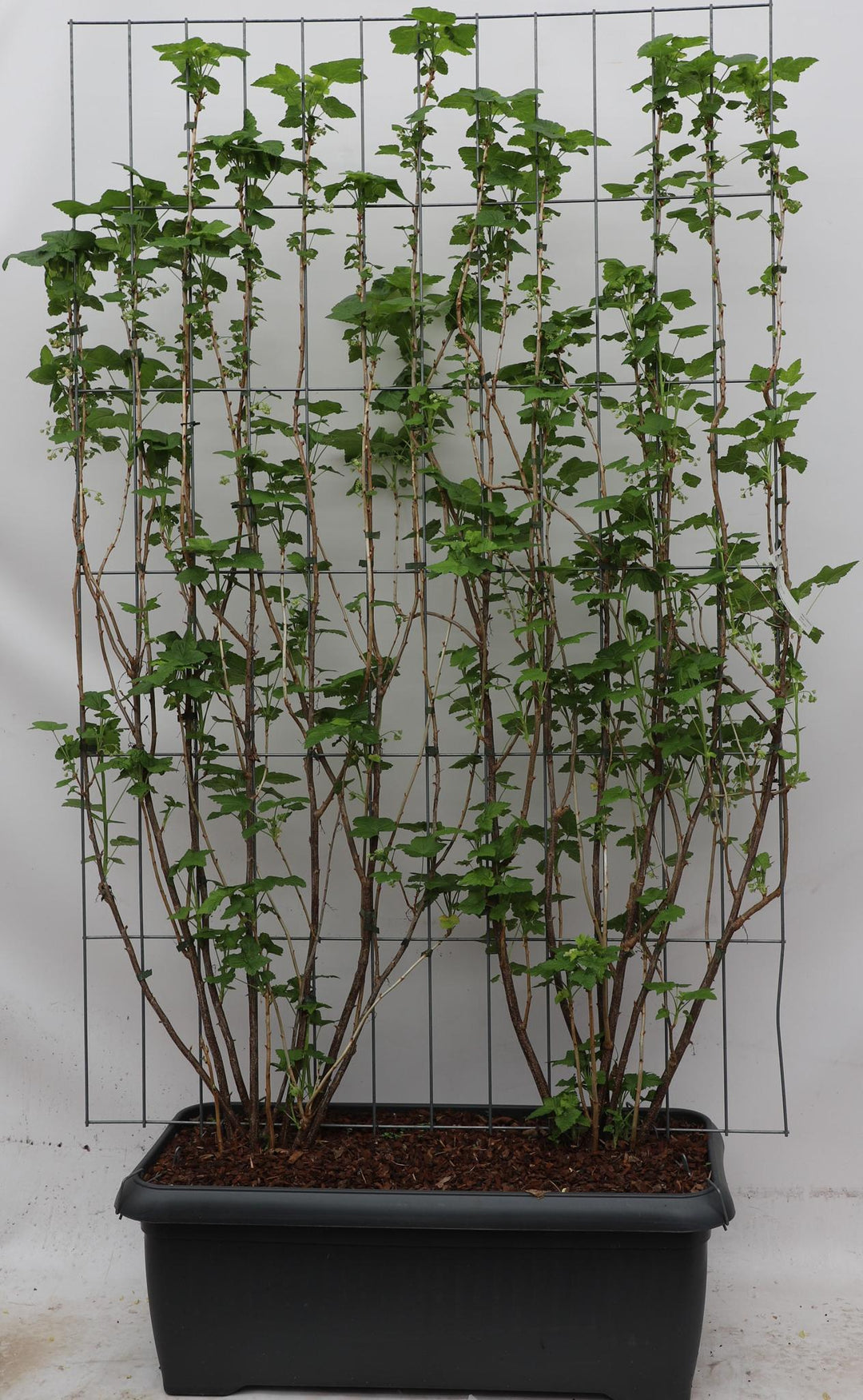 Ribes nigr. 'Titania' - ↨180cm - 1 stuks-Plant-Botanicly