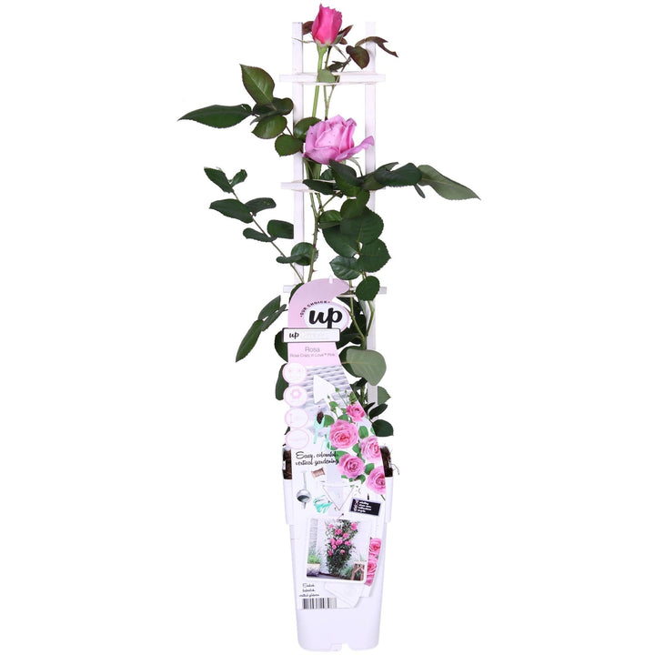Rosa Crazy in love 'Pink' - ↨65cm - Ø15-Plant-Botanicly