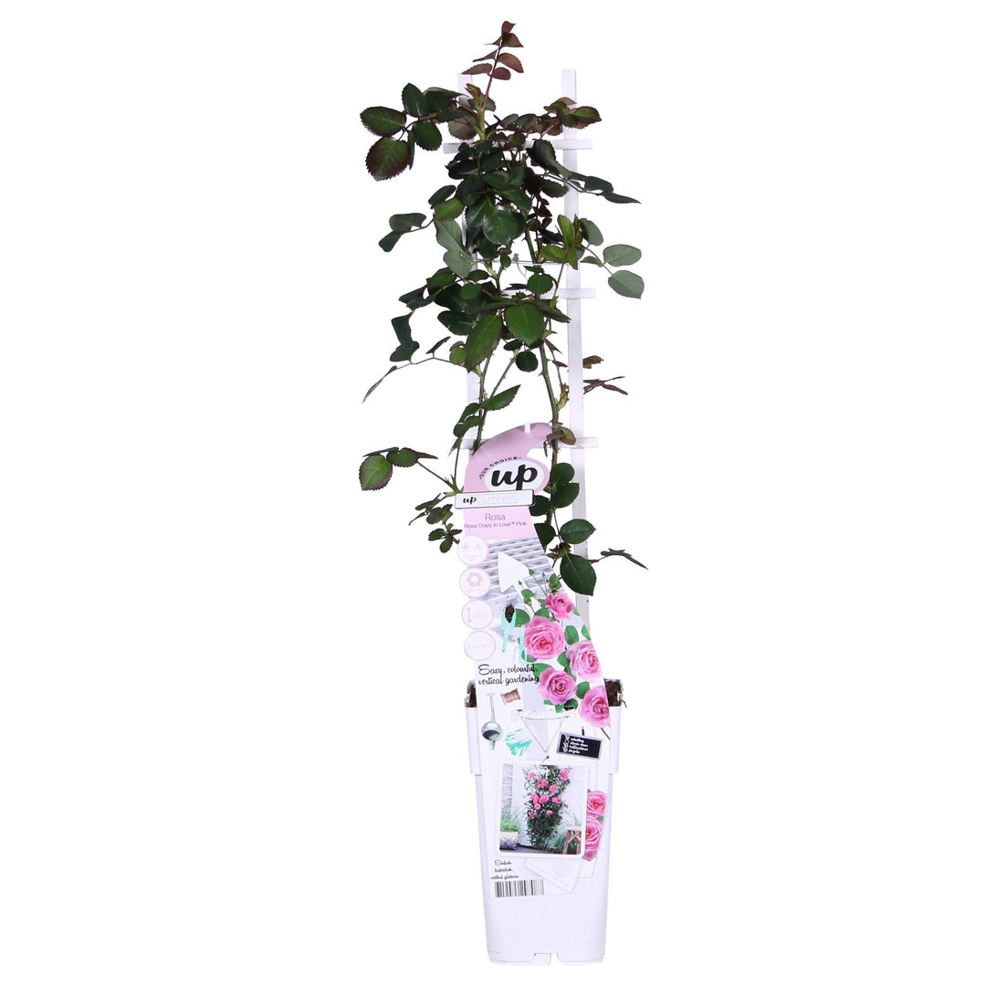 Rosa Crazy in love 'Pink' - ↨65cm - Ø15-Plant-Botanicly