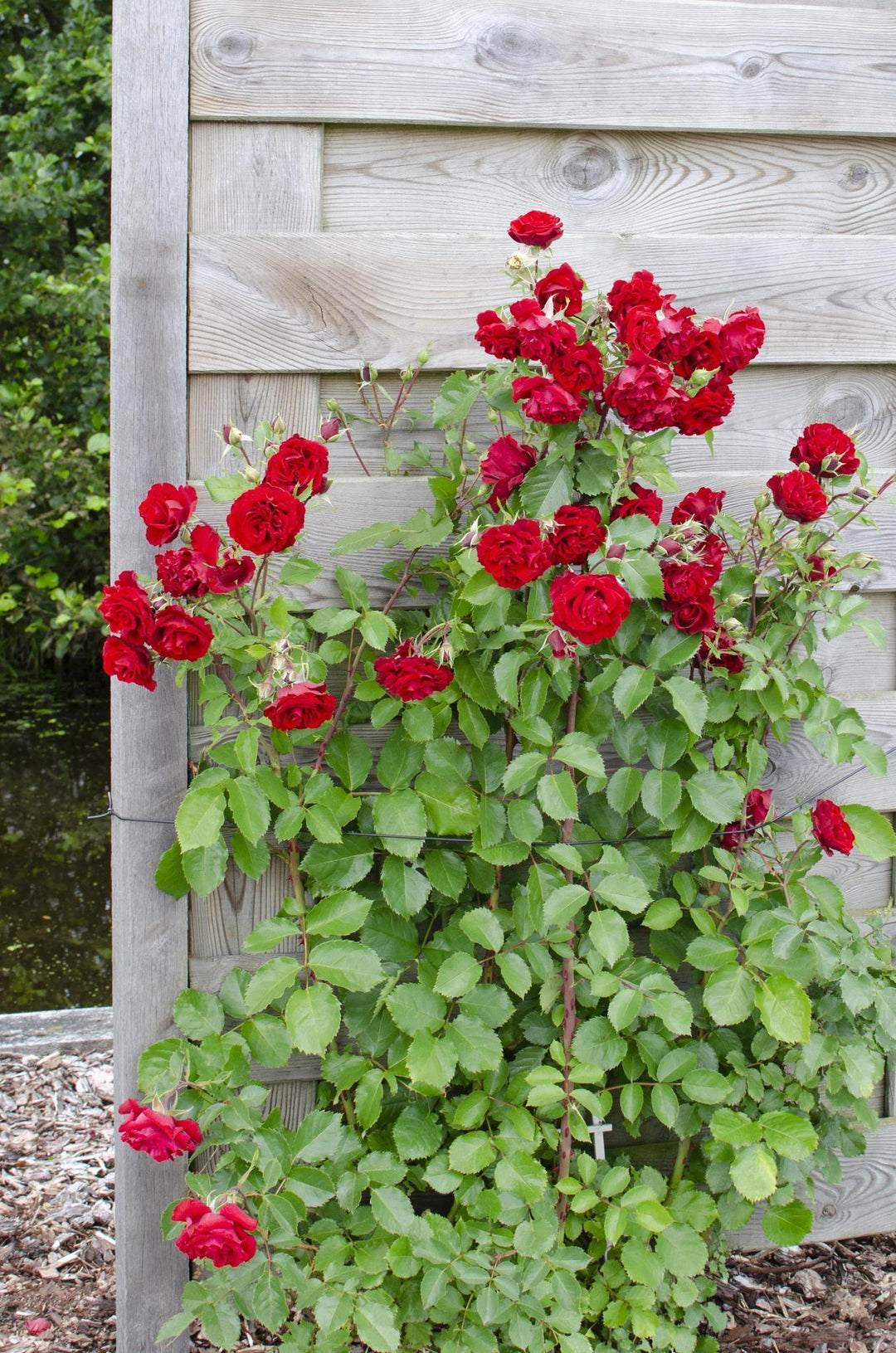 Rosa Crazy in love 'Red' - ↨65cm - Ø15-Plant-Botanicly