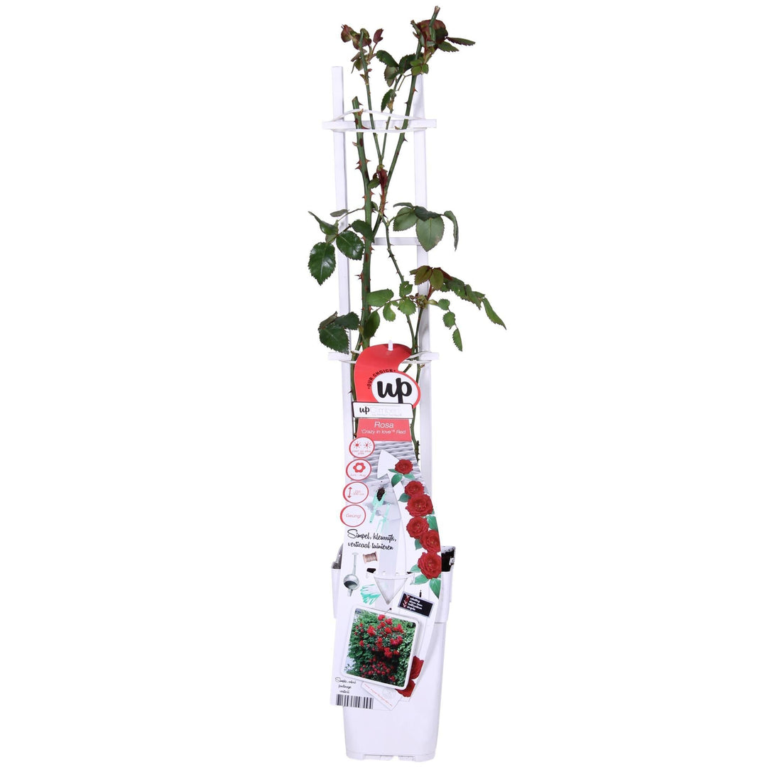 Rosa Crazy in love 'Red' - ↨65cm - Ø15-Plant-Botanicly