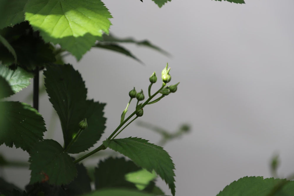 Rubus frut. 'Black Satin' - ↨180cm - 1 stuks-Plant-Botanicly