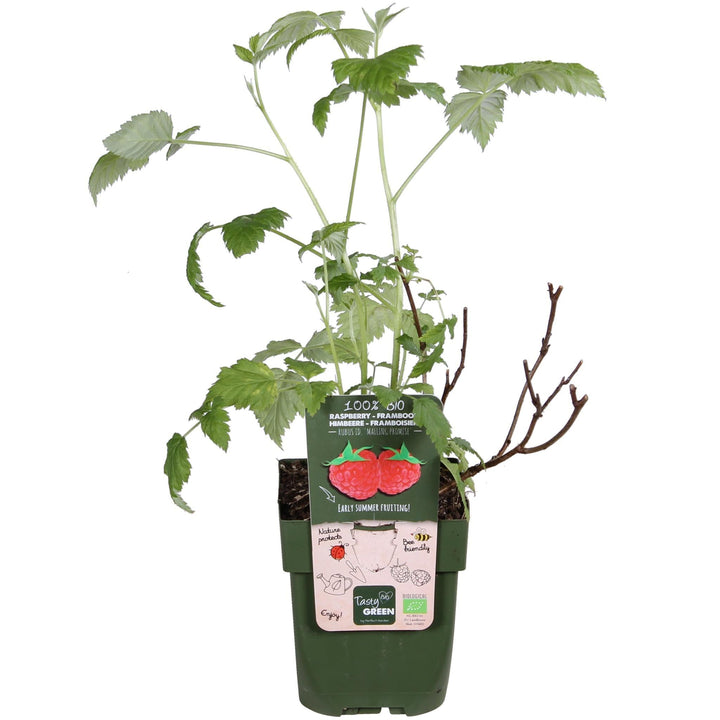 Rubus idaeus 'Malling Promise' - ↨45cm - Ø13-Plant-Botanicly