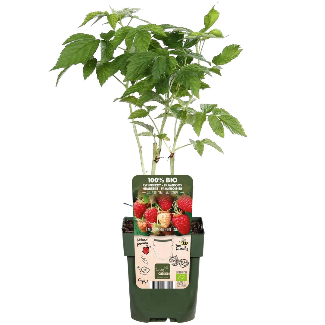 Rubus idaeus 'Malling Promise' - ↨45cm - Ø13-Plant-Botanicly
