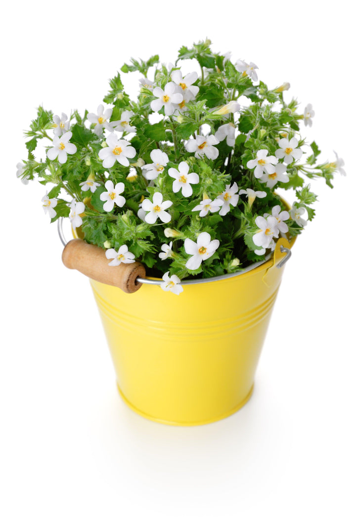 Saima die Herzblättrige Schneeflockenblume - 3 Pflanzen-Botanicly