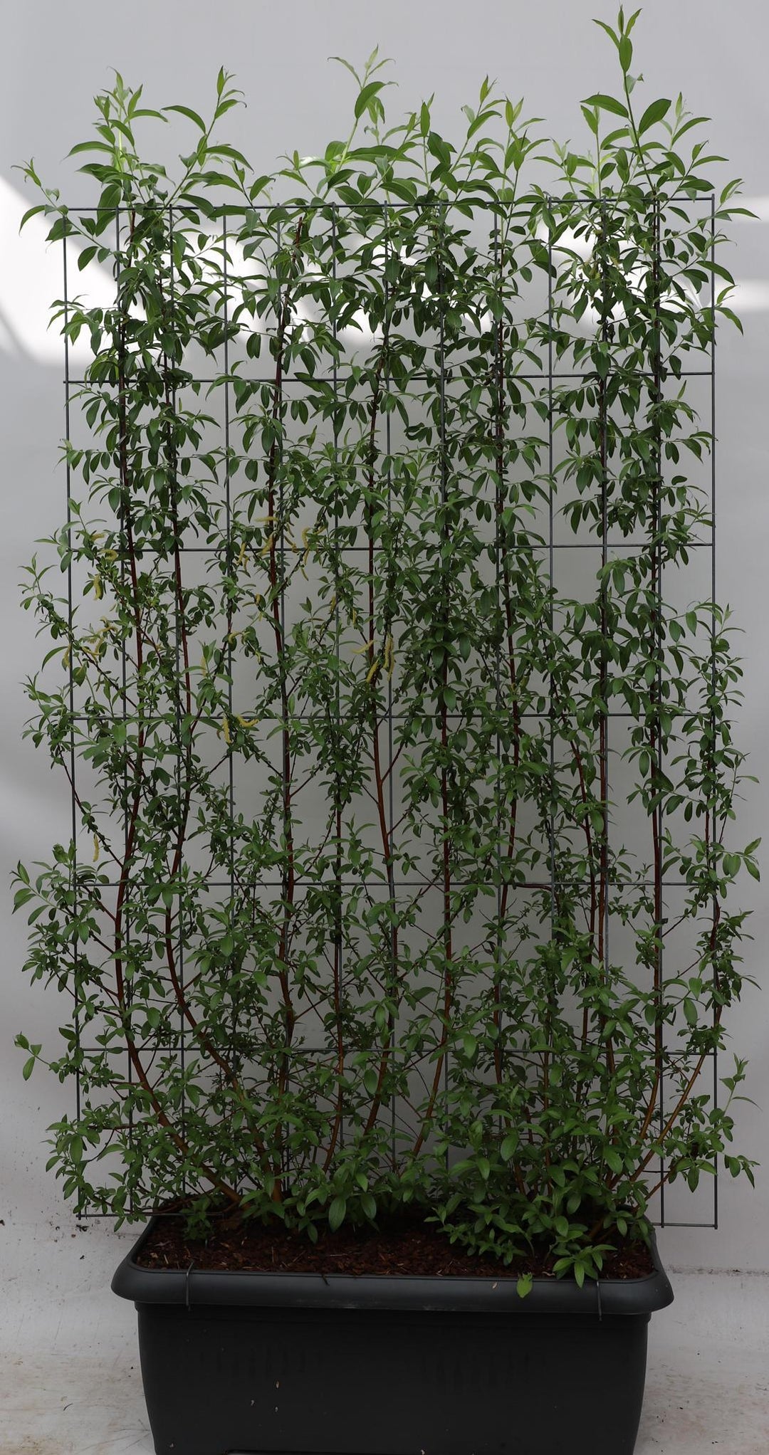 Salix alba 'Chermesina' - ↨180cm - 1 stuks-Plant-Botanicly