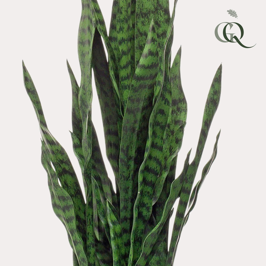 Sanseveria black coral - Frauernzunge - 97 cm - kunstpflanze-Plant-Botanicly