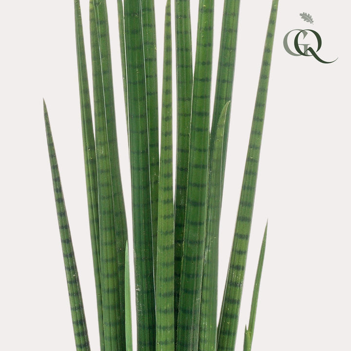Sansevieria Cylindrica - Frauenzunge - 70 cm - kunstpflanze-Plant-Botanicly