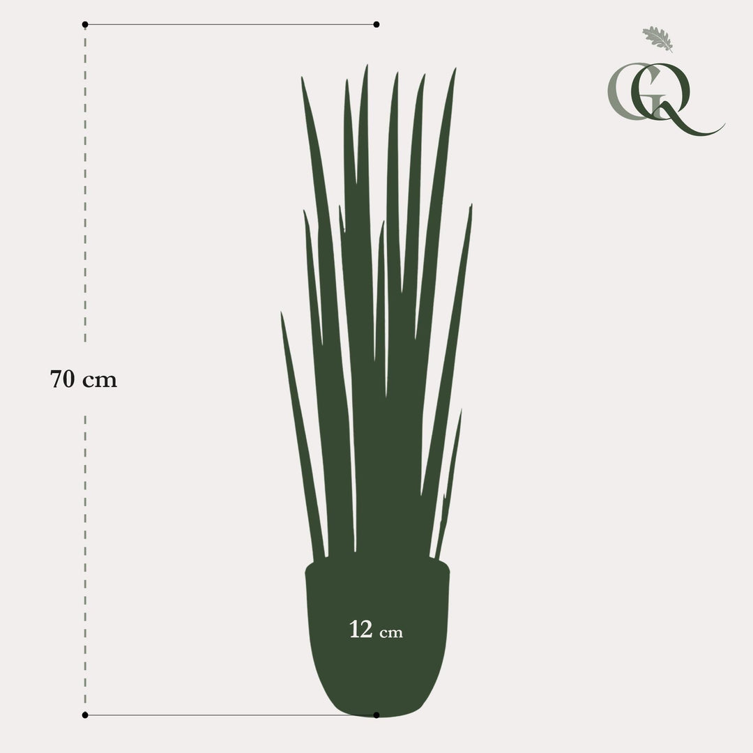 Sansevieria Cylindrica - Frauenzunge - 70 cm - kunstpflanze-Plant-Botanicly