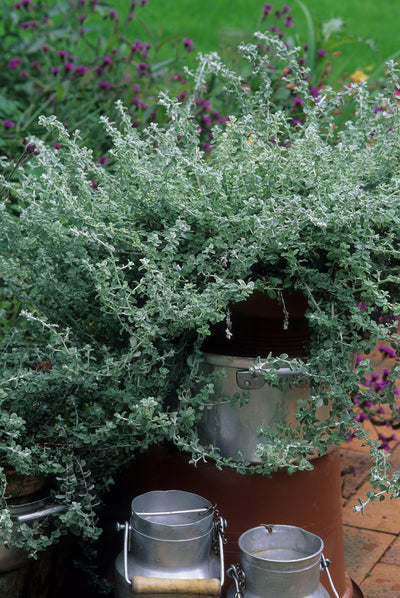 Lakritz-Strohblume (Helichrysum Silver Petiolare) - Nachhaltige Zimmerpflanzen kaufen Botanicly Foto 4