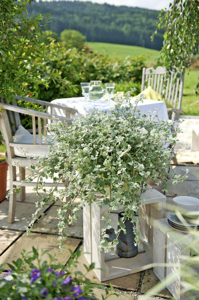 Lakritz-Strohblume (Helichrysum Silver Petiolare) - Nachhaltige Zimmerpflanzen kaufen Botanicly Foto 5