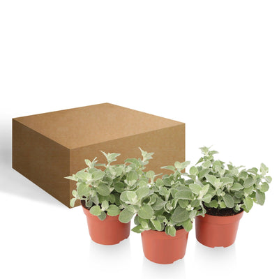 Lakritz-Strohblume (Helichrysum Silver Petiolare) - Nachhaltige Zimmerpflanzen kaufen Botanicly Foto 6