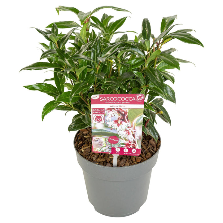 Sarcococca h. 'Winter Gem'® - ↨25cm - Ø19cm-Plant-Botanicly