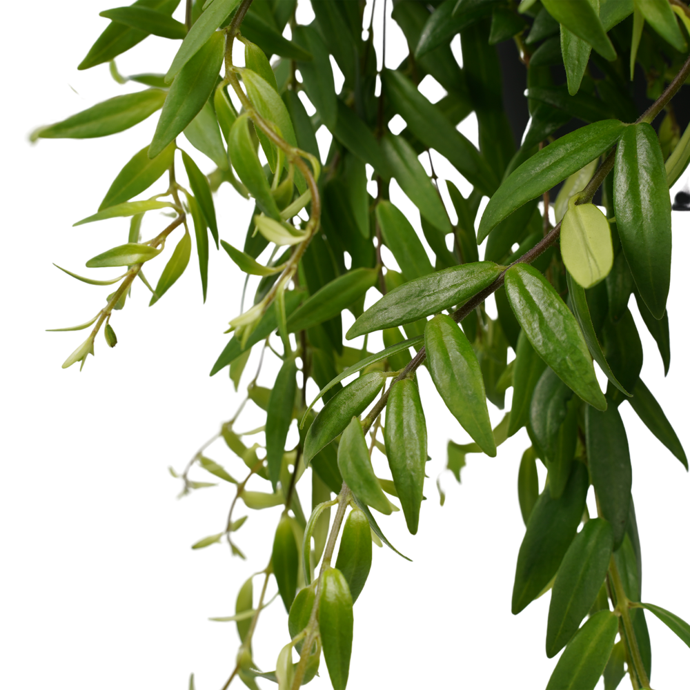 Schamblume (Aeschynanthus Japhrolepsis) - Nachhaltige Zimmerpflanzen kaufen Botanicly Foto 2