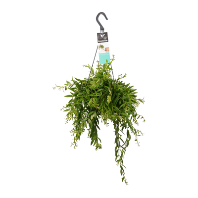 Schamblume (Aeschynanthus Japhrolepsis) - Nachhaltige Zimmerpflanzen kaufen Botanicly Foto 11