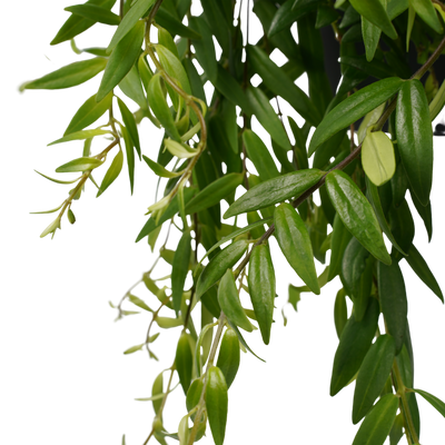 Schamblume (Aeschynanthus Japhrolepsis) - Nachhaltige Zimmerpflanzen kaufen Botanicly Foto 2
