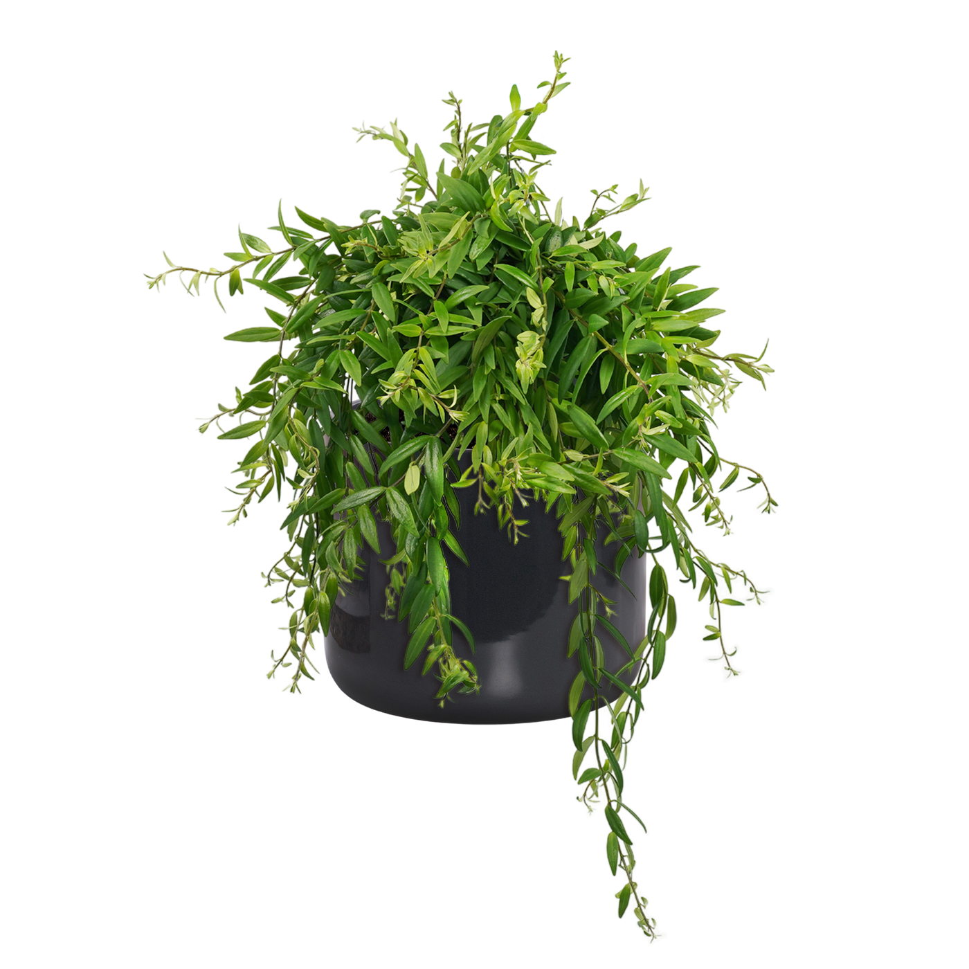 Schamblume (Aeschynanthus Japhrolepsis) - Nachhaltige Zimmerpflanzen kaufen Botanicly Foto 7