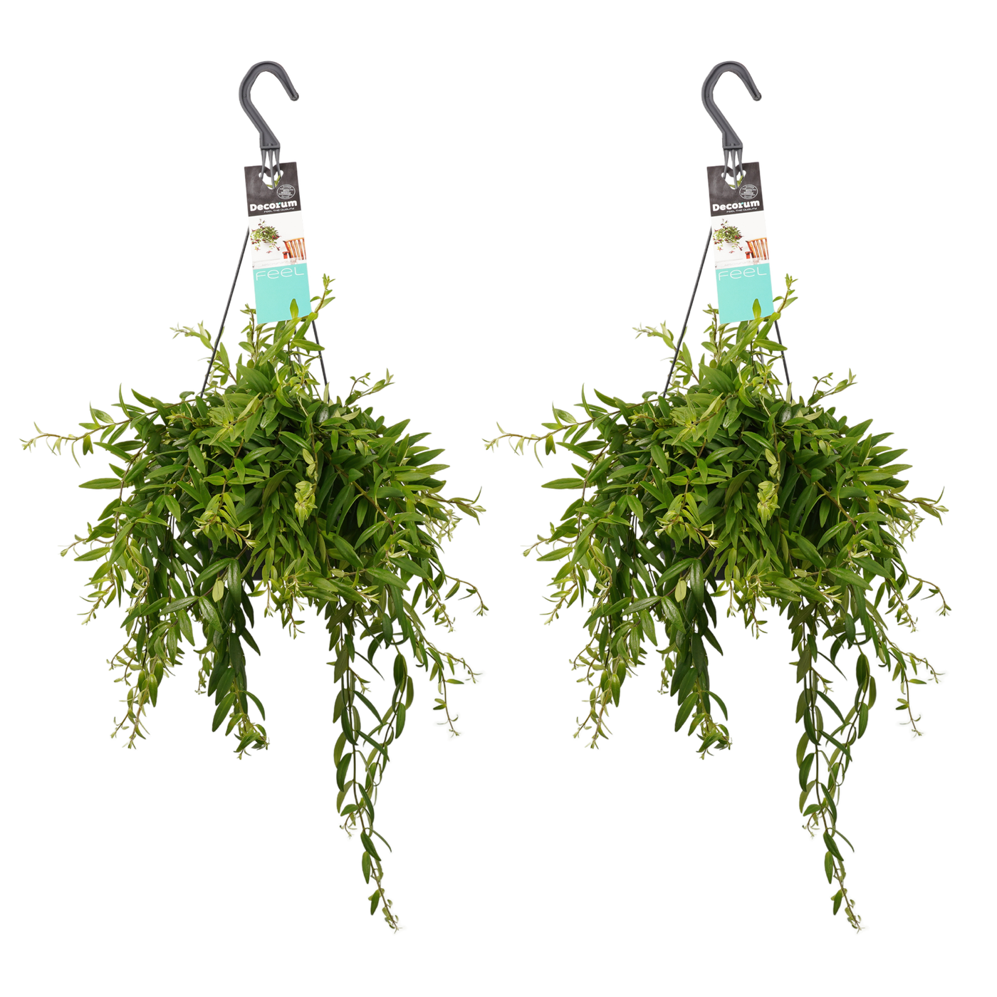Schamblume (Aeschynanthus Japhrolepsis) - Nachhaltige Zimmerpflanzen kaufen Botanicly Foto 10