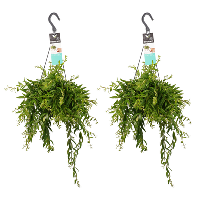 Schamblume (Aeschynanthus Japhrolepsis) - Nachhaltige Zimmerpflanzen kaufen Botanicly Foto 10